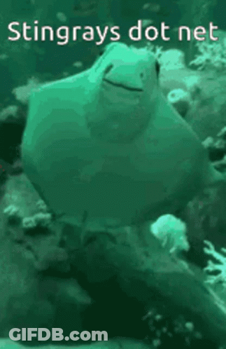 Stingray Swimming With Stingrays Dot Net Text GIF