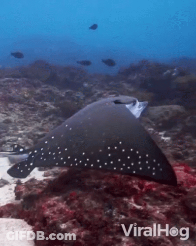 Stingray Swimming With ViralHog Logo GIF