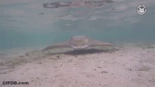 Stingray Tail Logo Saying It's A Dog GIF