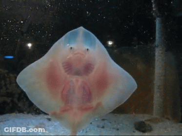 Stingray With Butter On Back GIF