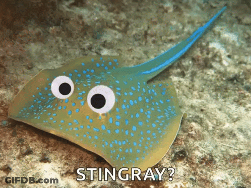 Stingray With Googly Eyes Saying Stingray GIF