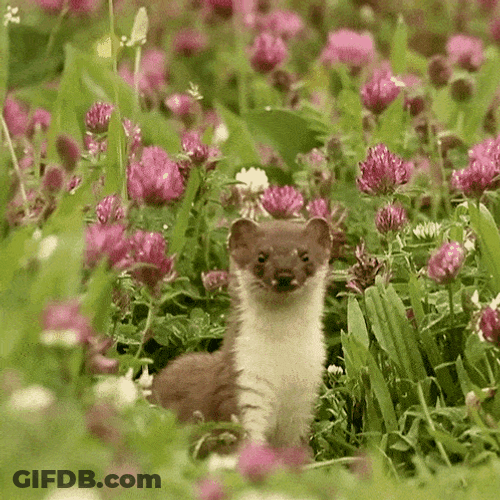 Stoat Stands Up Robert E Fuller GIF