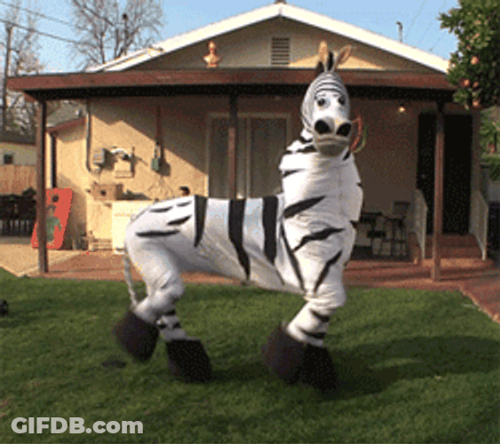 Stomping In A Zebra Costume GIF