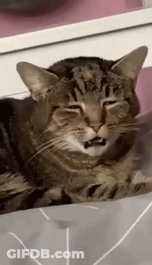 Stoner Cat High GIF