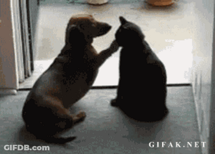 Stop It Cat Dog Cute GIF