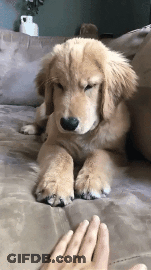 Stop It Dog Bite GIF