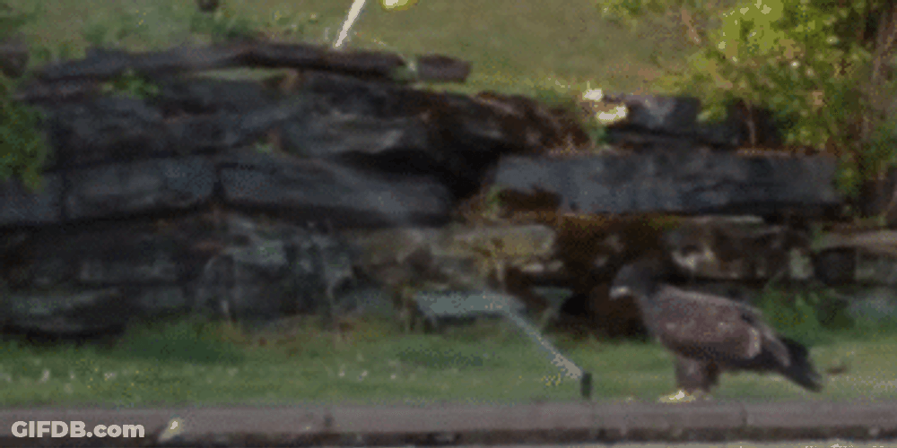 Stop It Water Eagle GIF