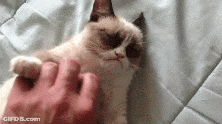 Stop Petting Screaming Cat Meme GIF