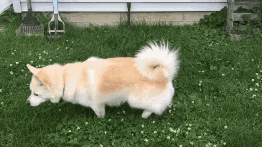 Stormy Pomsky GIF
