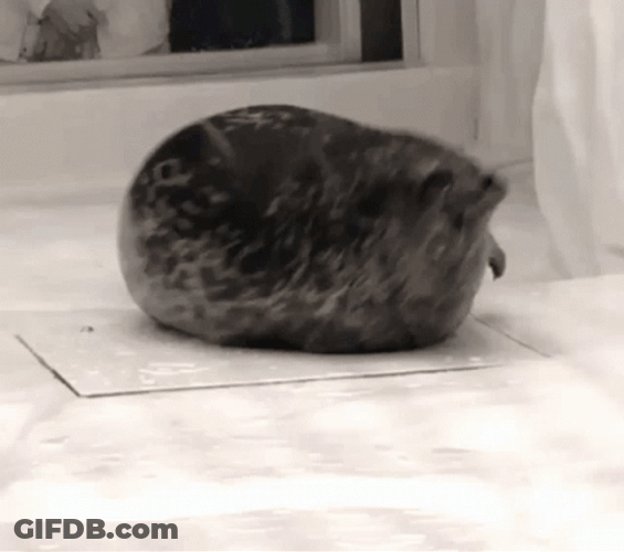 Stout Bouncing Seals Ball GIF