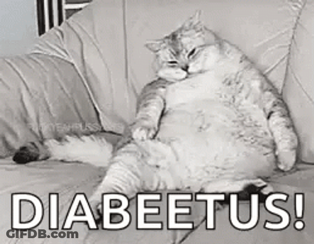 Stout Cat Diabeetus Body GIF