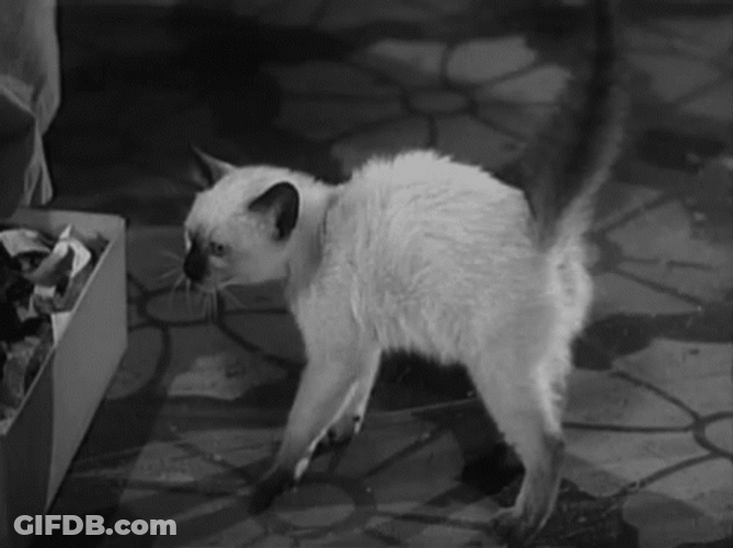 Stray Hissing Cat GIF