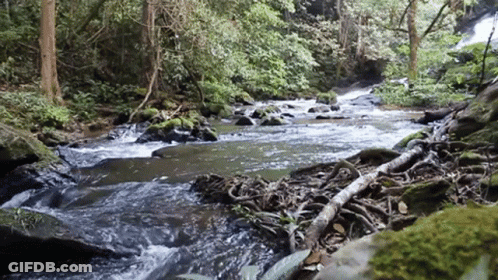 Stream Running Through Lush Green Forest GIF