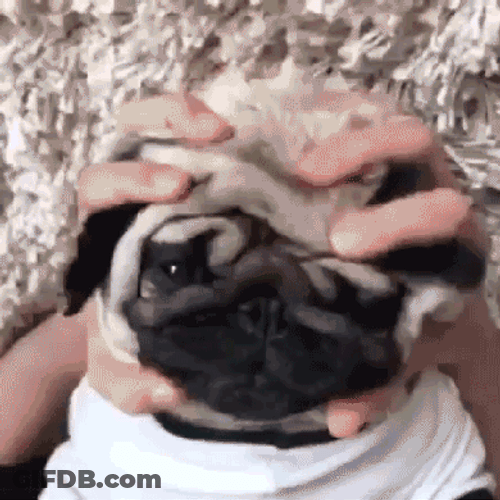 Stress Massage Pug Relaxing GIF