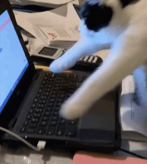 Stressed Cat Typing On Laptop GIF