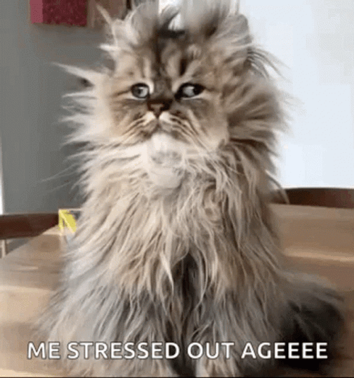 Stressed Out Funny Cat GIF