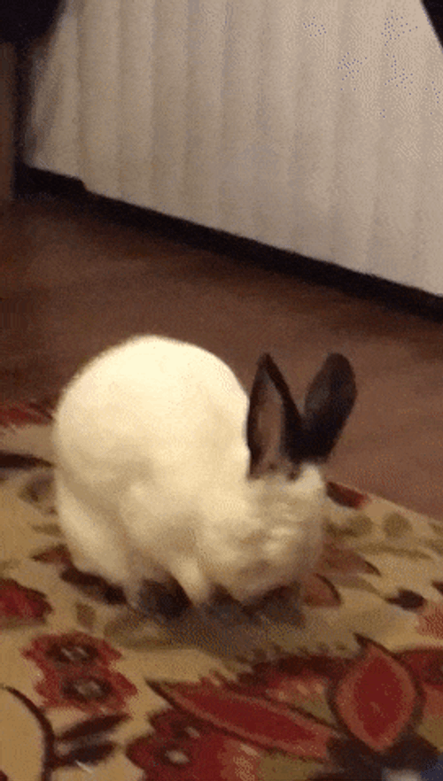 Stretching Bunny Rabbit GIF