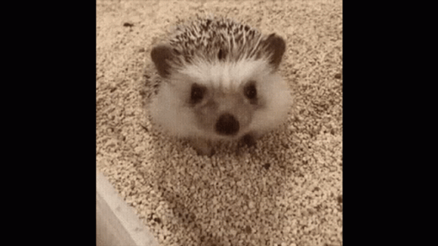 Stretching Cute Hedgehog GIF