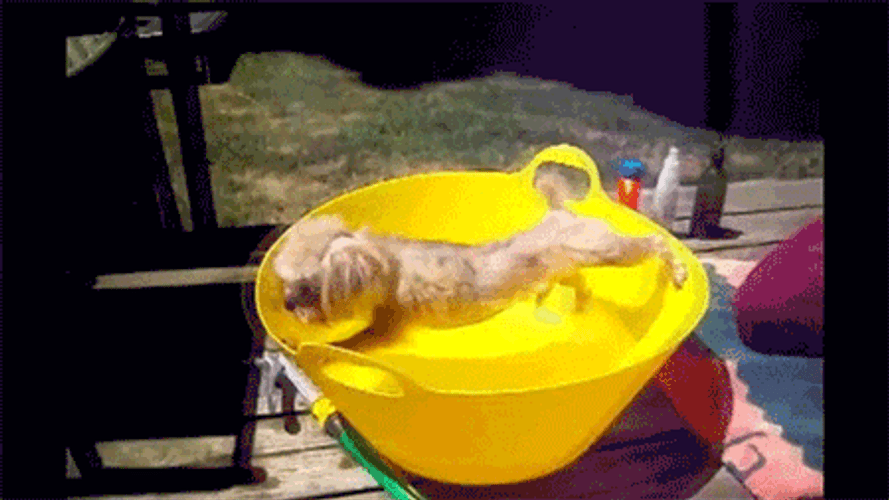 Stretching Dog Deal With It GIF