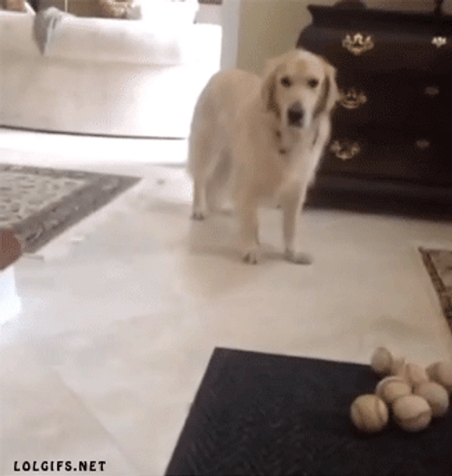Stretching Dog Legs GIF