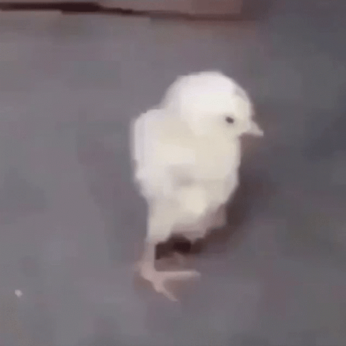 Stretching Sleepy Chick GIF