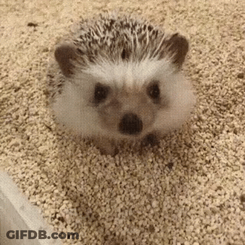 Stretching Yawning Hedgehog GIF