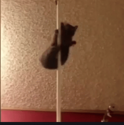 Strip Tease Cat Dancing In Pole GIF