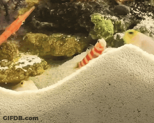 Striped Fish Crawling On Sand GIF