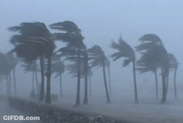 Strong Wind Blowing Coconut Trees GIF