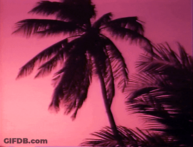 Strong Winds Blowing On Palm Trees GIF