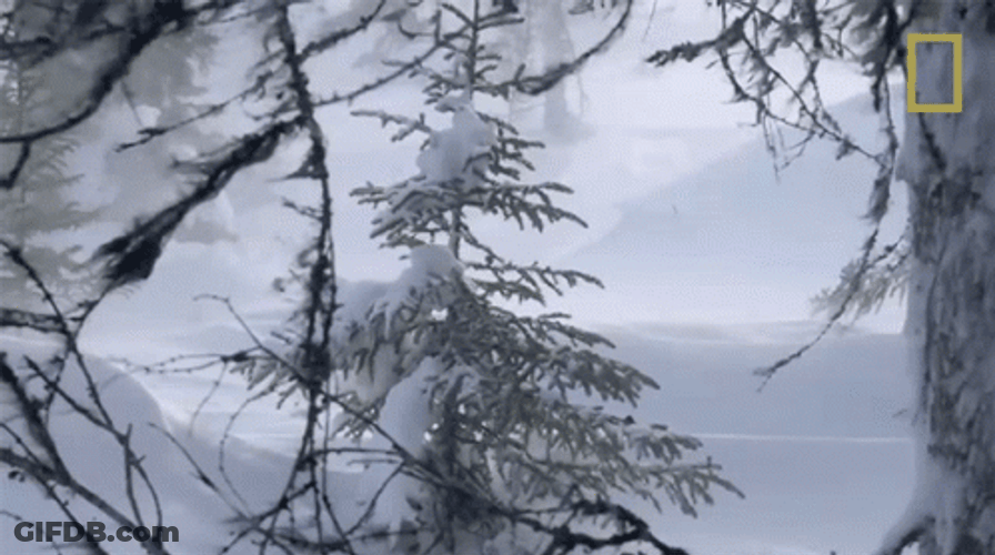 Strong Winds Blowing Snow Storm GIF