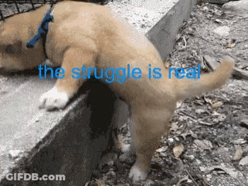Struggle Real GIF