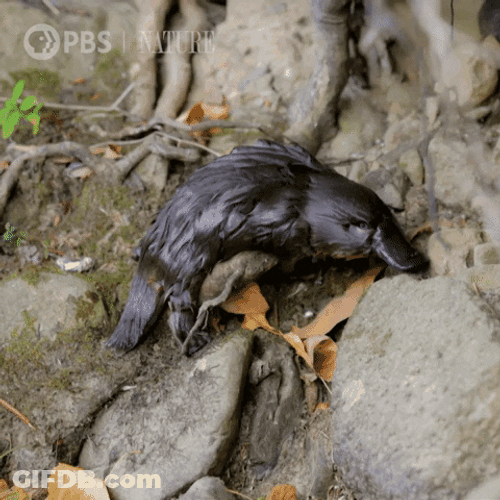 Struggling Baby Platypus GIF