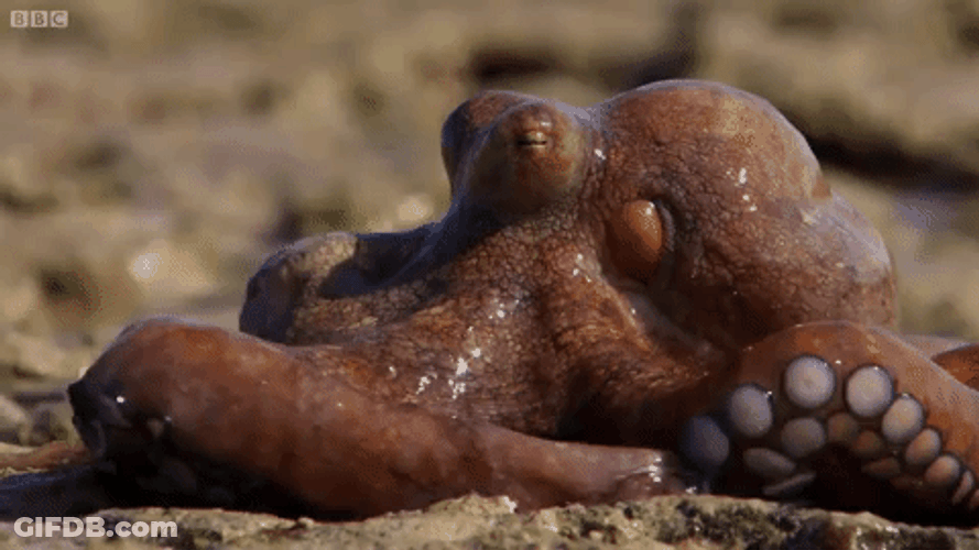Struggling Octopus On Land GIF