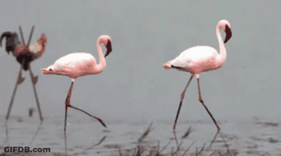 Stuck Flamingo GIF