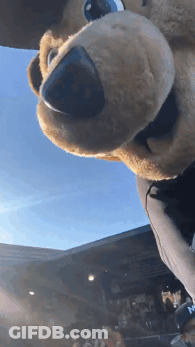 Stuffed Animal In New York Hat GIF