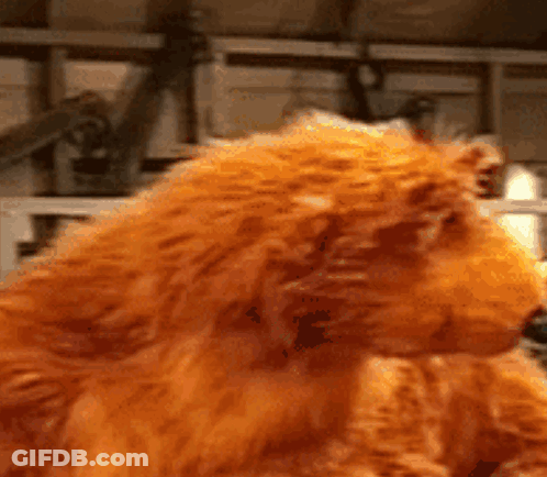 Stuffed Animal Lion Close Up GIF
