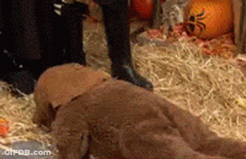 Stuffed Animal Next To Pumpkin And Hay GIF