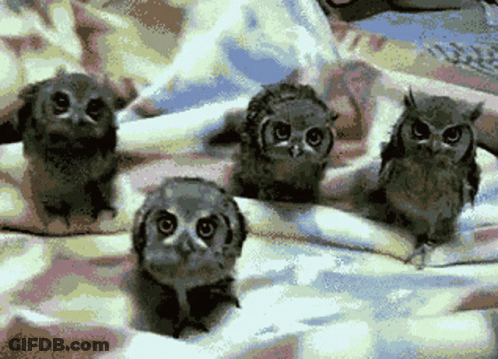 Stuffed Animal Saying I Am So Awesome At This Game GIF