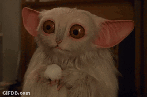 Stuffed Animal Saying Meep Meep GIF