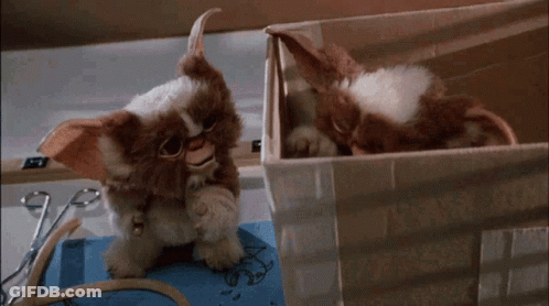 Stuffed Animal Sitting In Cardboard Box GIF