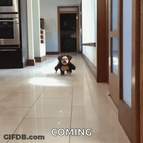 Stuffed Animal Walking Down Hallway Saying Coming GIF