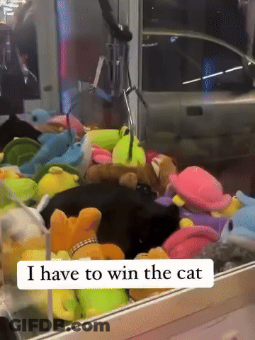 Stuffed Animals Saying I Have To Win The Cat GIF