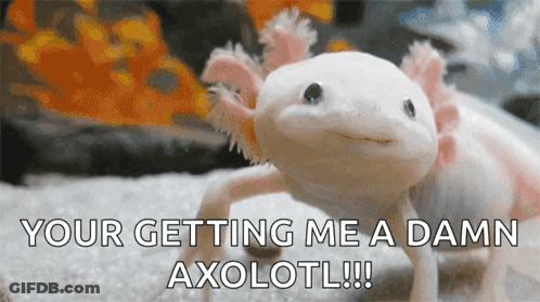Stuffed Axolotl Your Getting Me A Damn Axolotl GIF