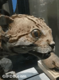 Stuffed Cat Sitting On Table GIF