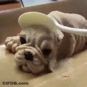 Stuffed Dog Lying With Spoon In Mouth GIF