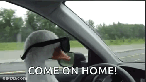 Stuffed Duck In Sunglasses Driving Car Saying Come On Home GIF