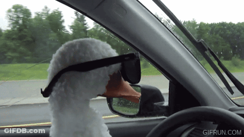 Stuffed Duck Wearing Sunglasses Driving Car GIF