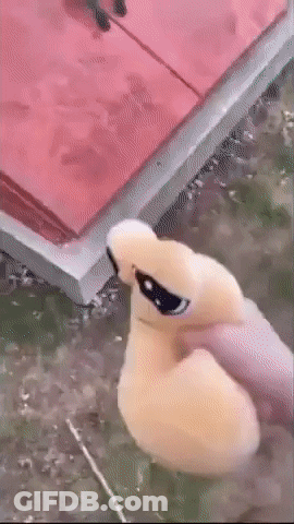Stuffed Duck Wearing Sunglasses GIF