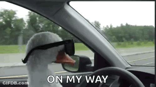 Stuffed Goose Driving Car With Sunglasses GIF